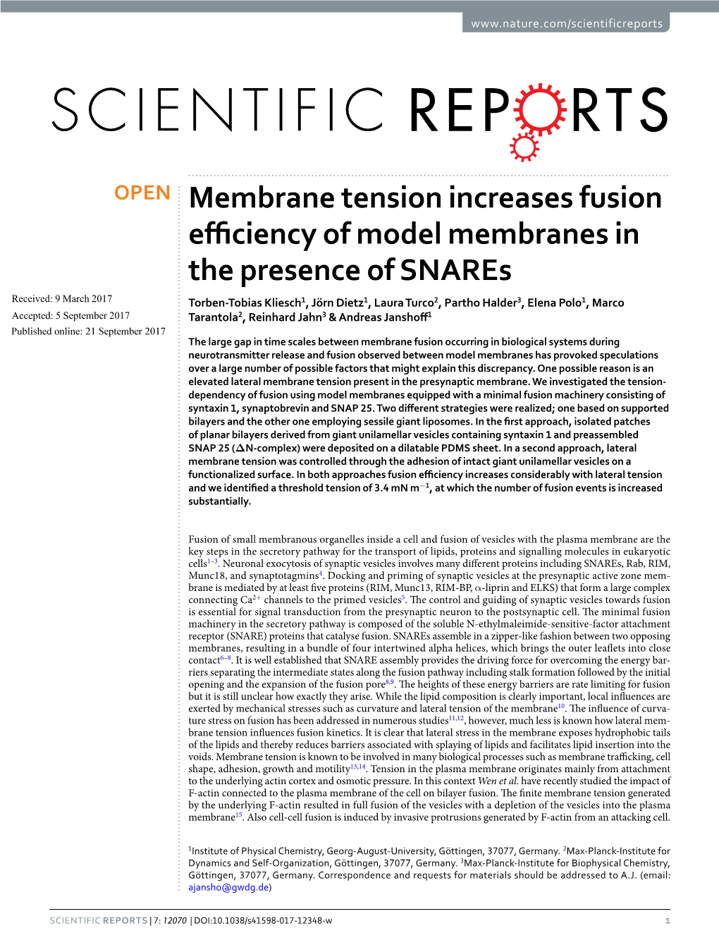 Membrane Tension Increases Fusion Efficiency of Model Membranes In