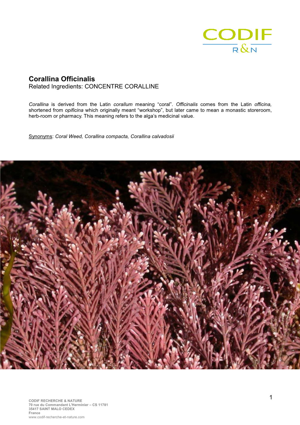Botanical Sheet Corallina Officinalis GB