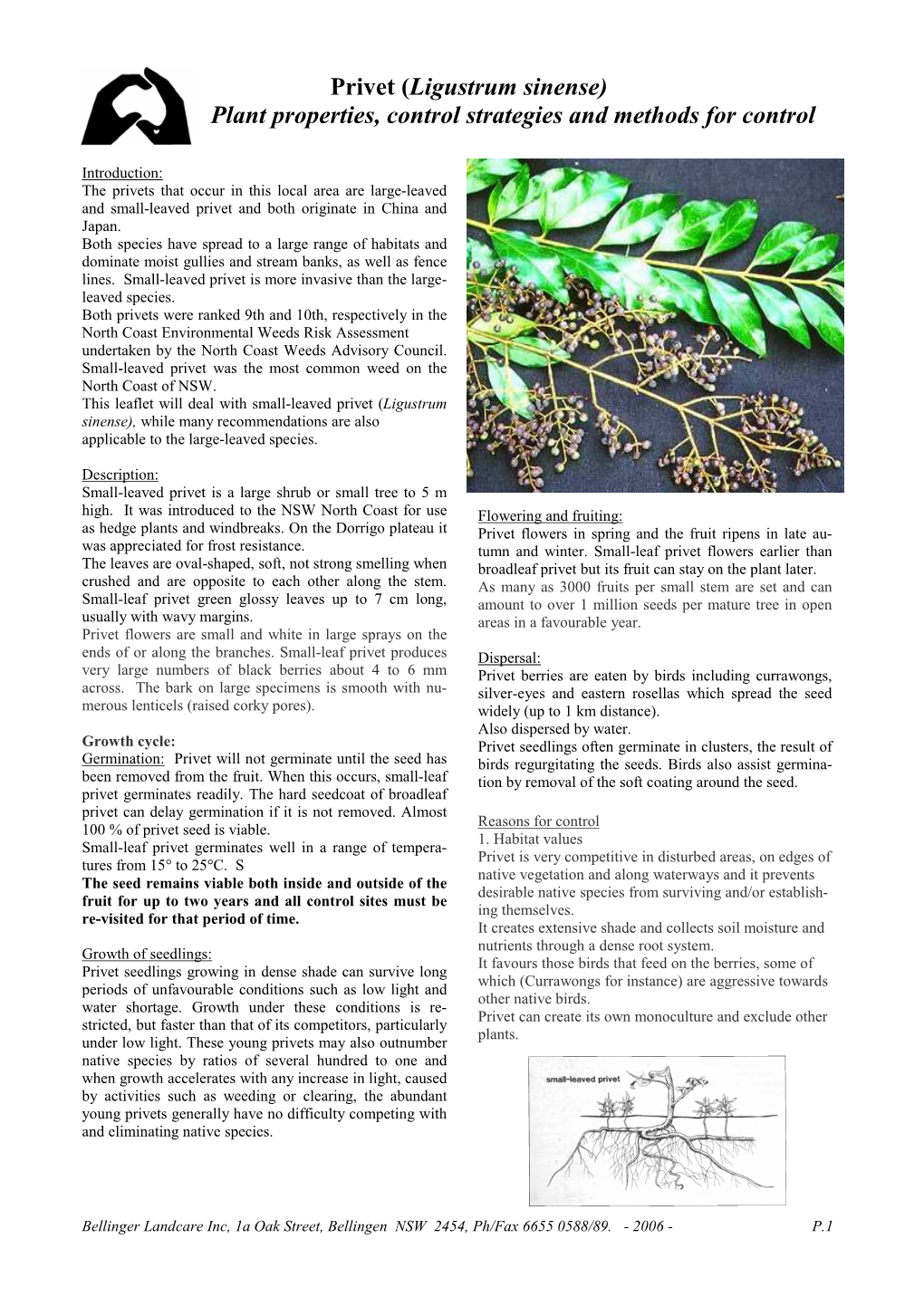 Privet (Ligustrum Sinense) Plant Properties, Control Strategies and Methods for Control