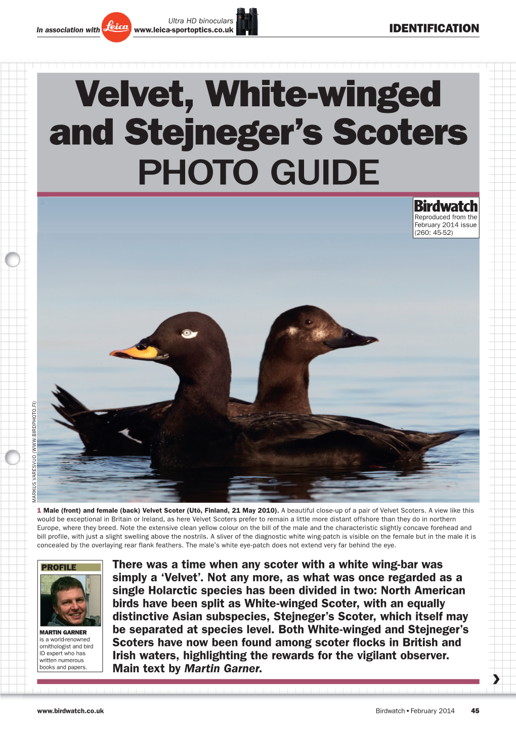 Velvet, White-Winged and Stejneger's Scoters