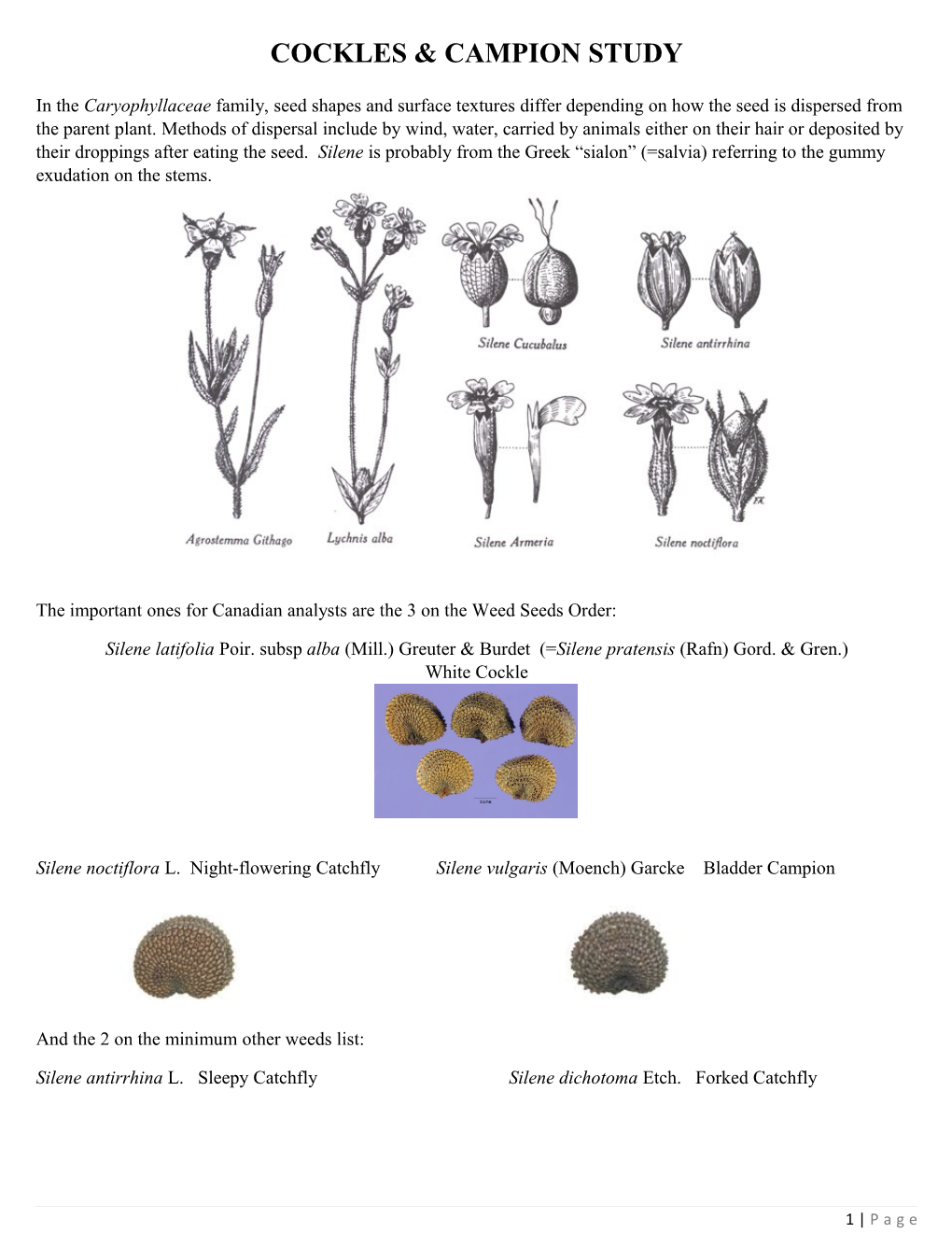 Cockles & Campion Study