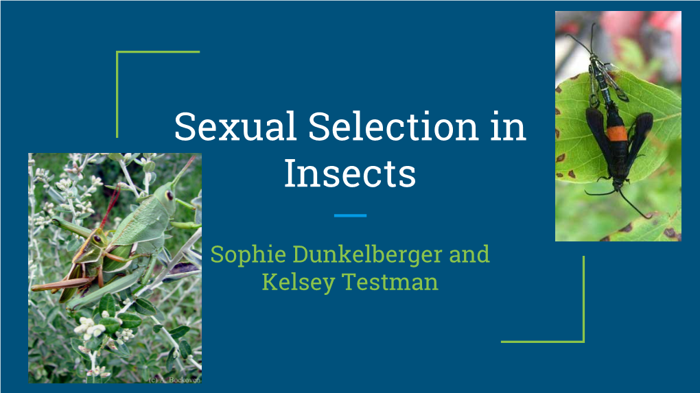 Sexual Selection in Insects