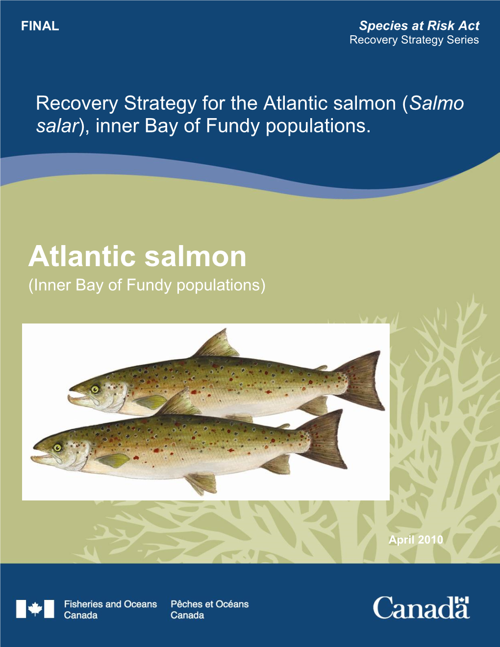 Atlantic Salmon (Salmo