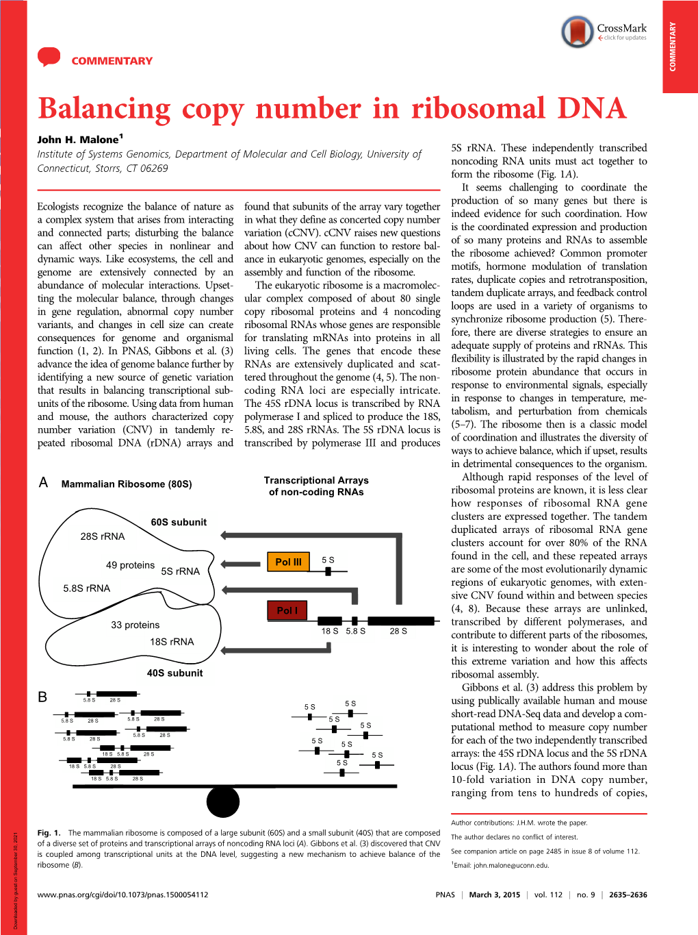 Balancing Copy Number in Ribosomal DNA John H