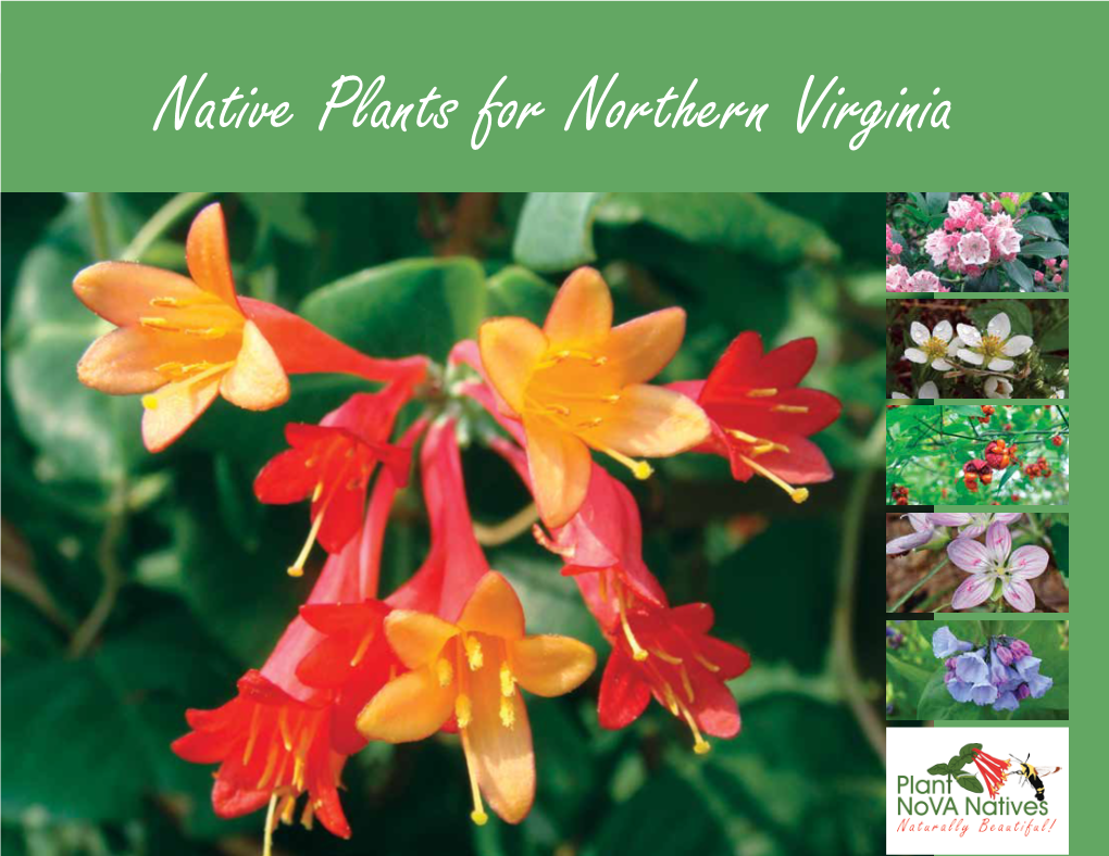 Native Plants for Northern Virginia Plant Northern Virginia Natives! Why Northern Virginia Natives Are the Best Choice