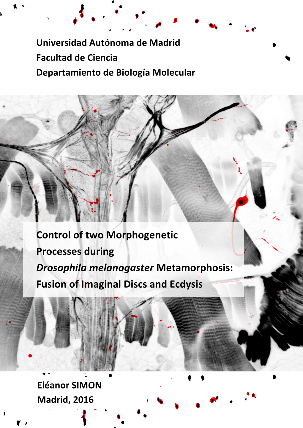 Control of Two Morphogenetic Processes During Drosophila Melanogaster Metamorphosis: Fusion of Imaginal Discs and Ecdysis