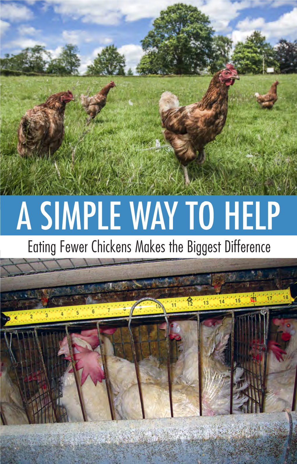 A Simple Way to Help Eating Fewer Chickens Makes the Biggest Difference Eat Less Chicken to Help the Most Animals!