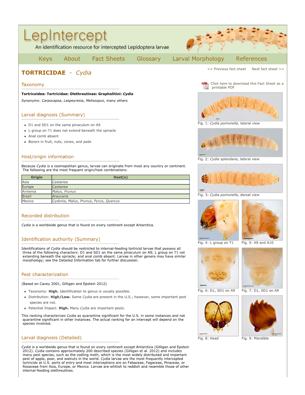 Keys About Fact Sheets Glossary Larval Morphology References