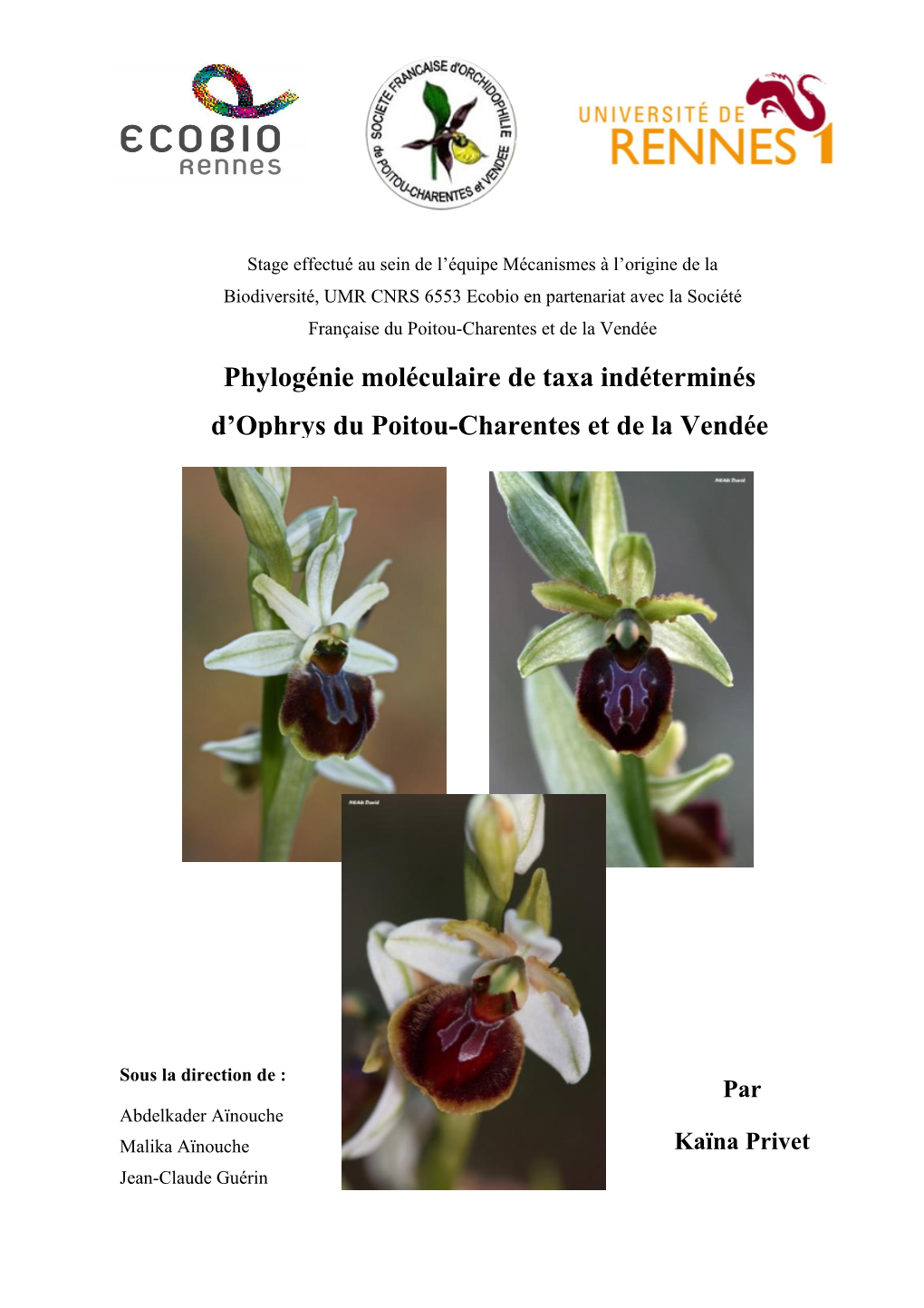 Phylogénie Moléculaire De Taxa Indéterminés D'ophrys Du Poitou