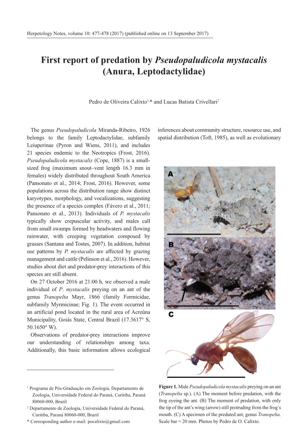 First Report of Predation by Pseudopaludicola Mystacalis (Anura, Leptodactylidae)