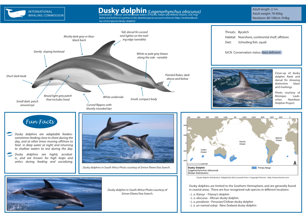 Dusky Dolphin