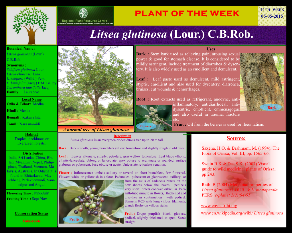 PLANT of the WEEK 14TH WEEK 05-05-2015 Litsea Glutinosa (Lour.) C.B.Rob