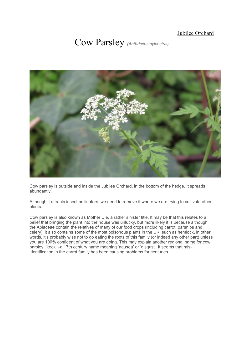 Cow Parsley (Anthriscus Sylvestris)