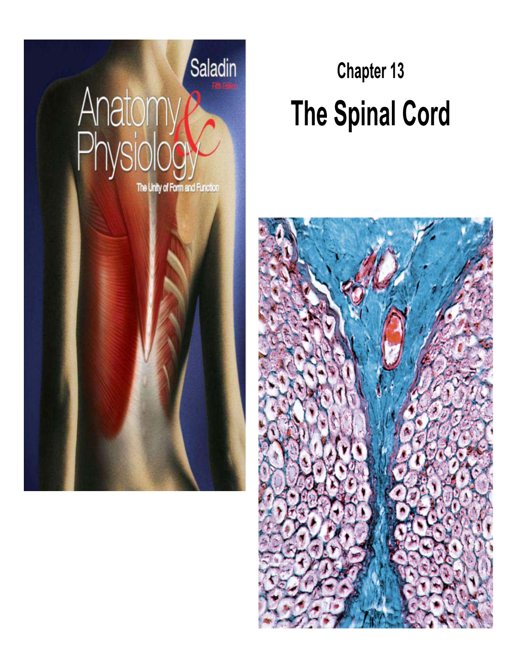 The Spinal Cord Functions of the Spinal Cord