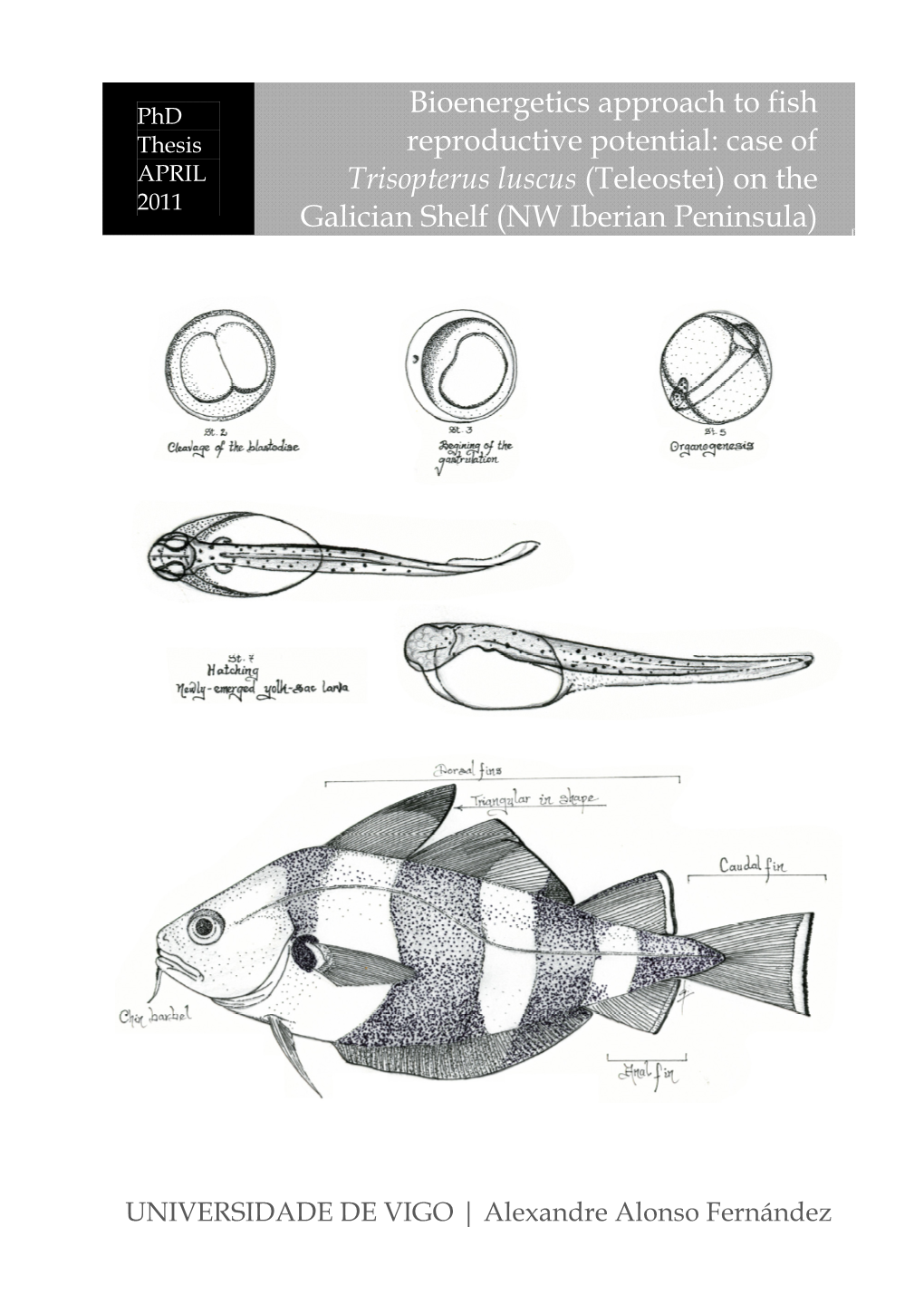 Bioenergetics Approach to Fish Reproductive Potential: Case of Trisopterus Luscus (Teleostei) on the Galician Shelf (NW Iberian Peninsula)