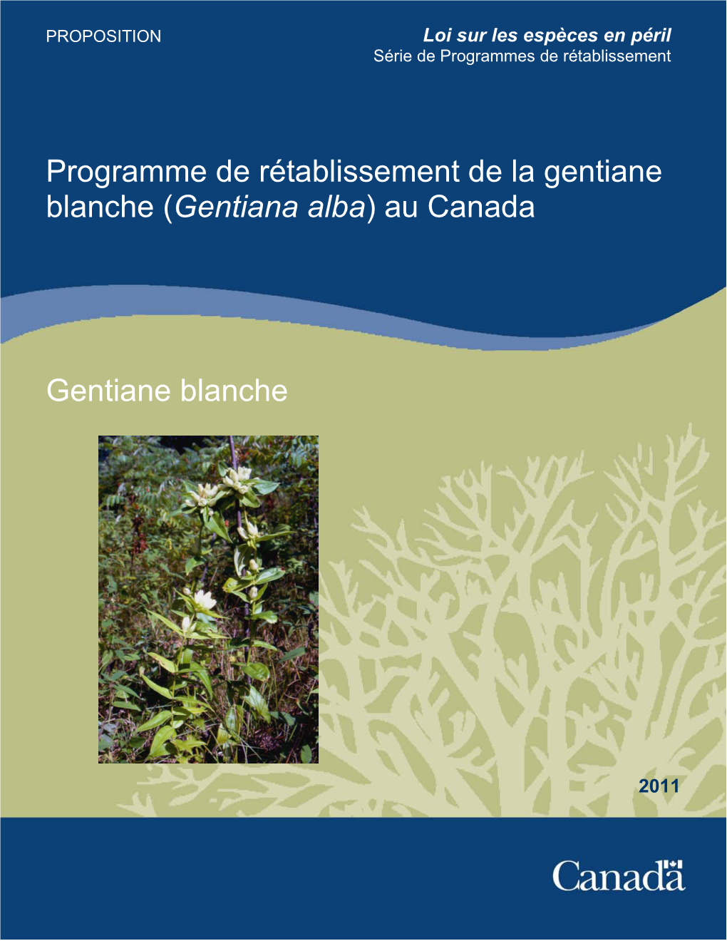 Gentiana Alba) Au Canada