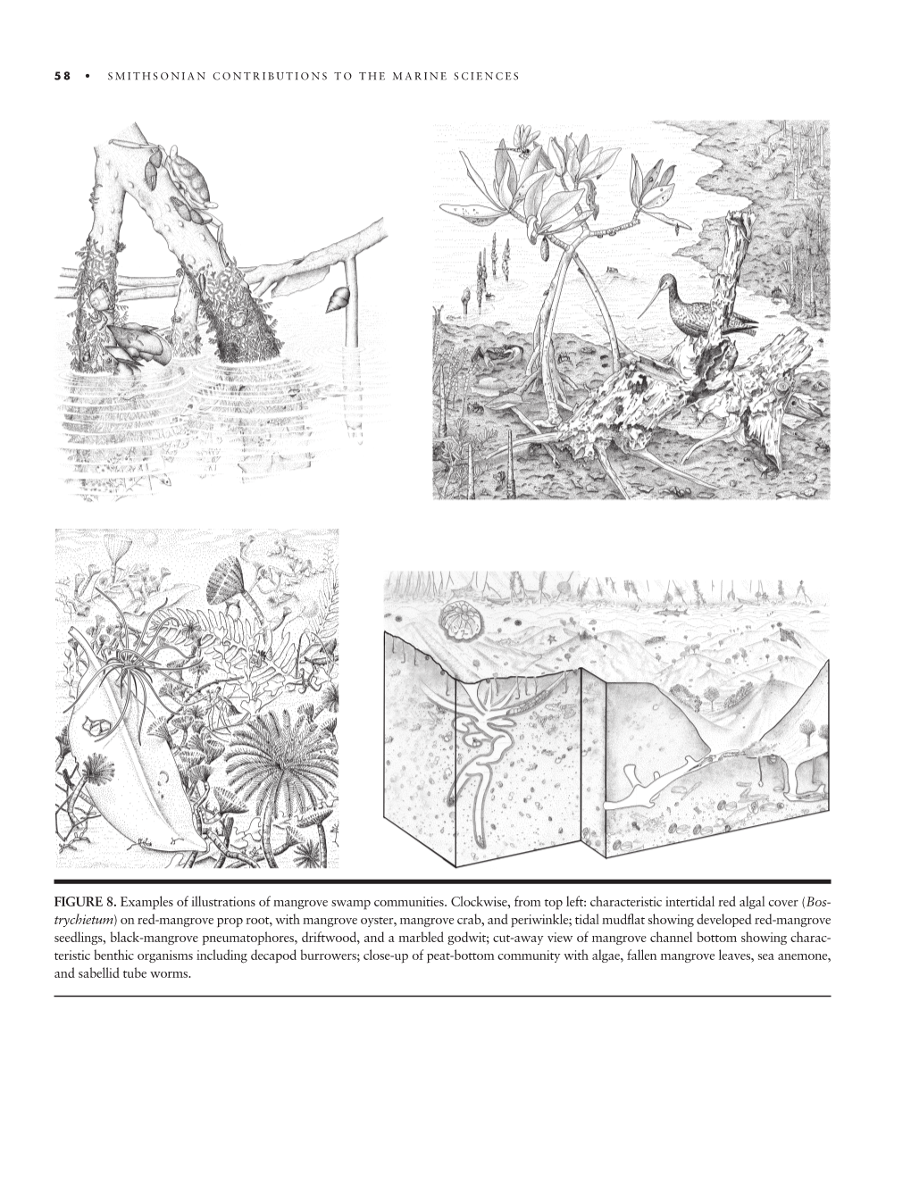 FIGURE 8. Examples of Illustrations of Mangrove Swamp Communities