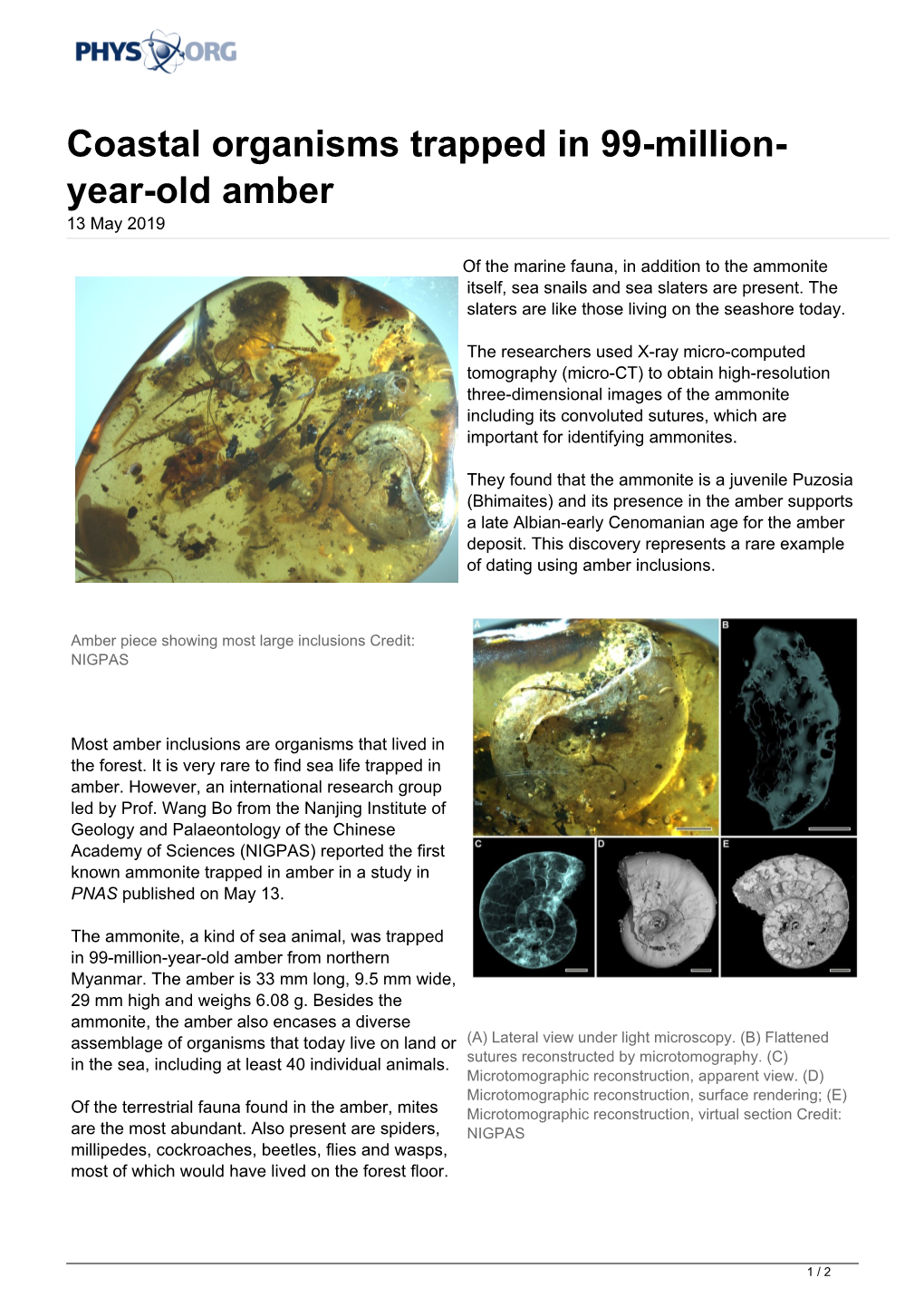 Coastal Organisms Trapped in 99-Million-Year-Old Amber (2019, May 13) Retrieved 1 October 2021 From