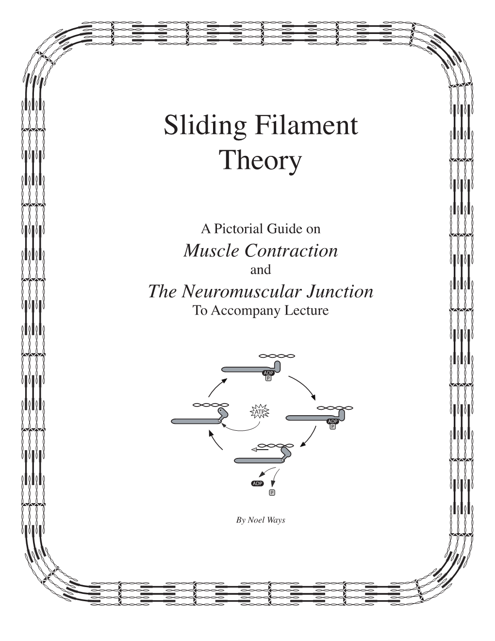 Sliding Filament Theory