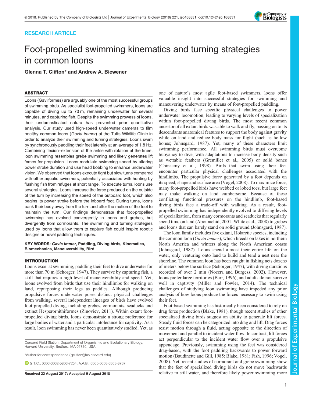 Foot-Propelled Swimming Kinematics and Turning Strategies in Common Loons Glenna T