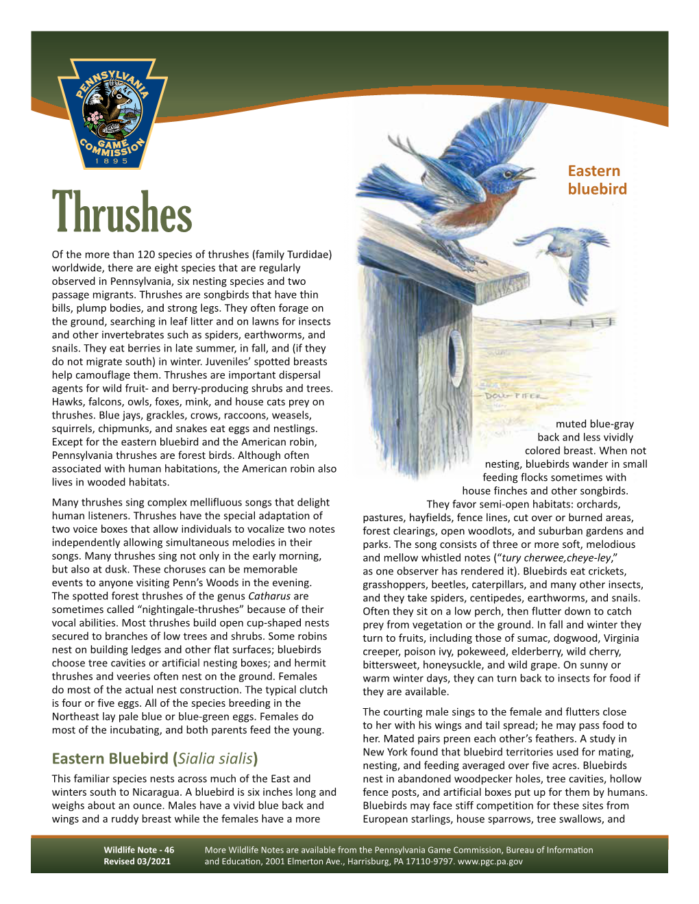 Thrushes Wildlife Note