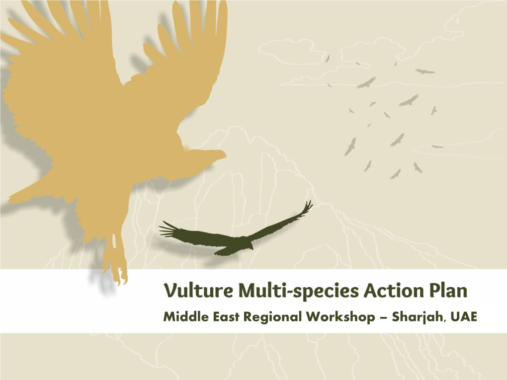 Vulture Msap International Collaboration to Conserve African-Eurasian Vultures