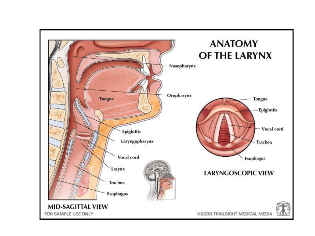 Chronic Adenoiditis)