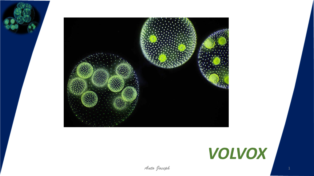 VOLVOX 1 Taxonomic Position