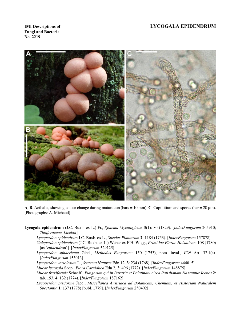 LYCOGALA EPIDENDRUM Fungi and Bacteria No