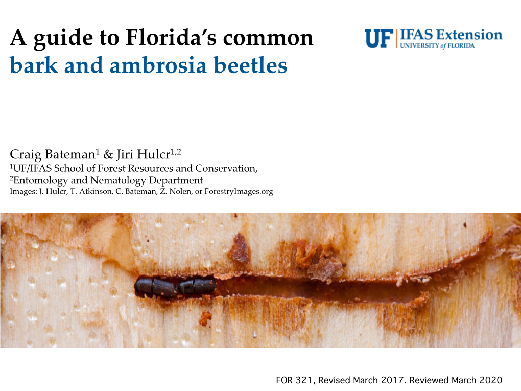 A Guide to Florida's Common Bark and Ambrosia Beetles