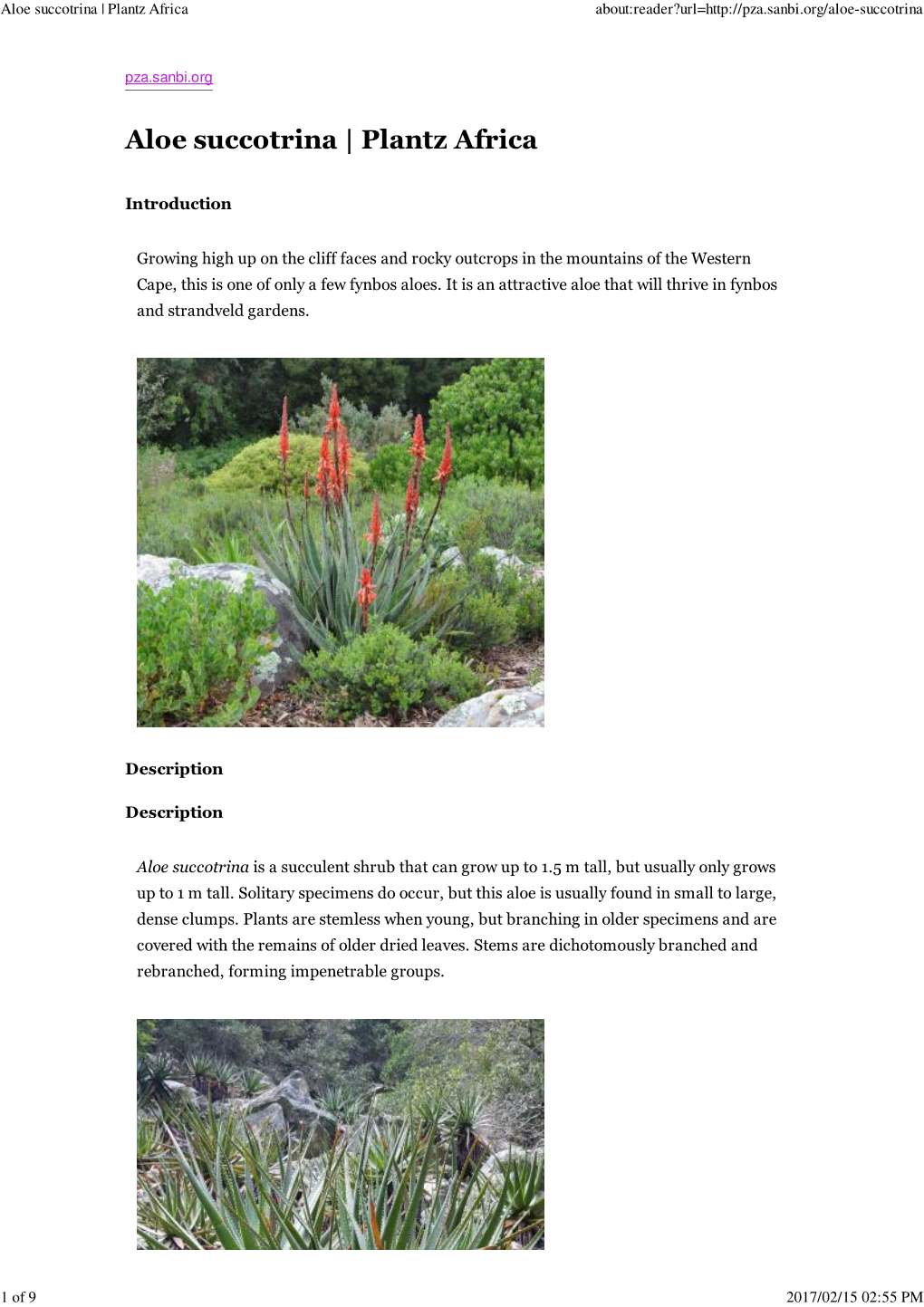 Aloe Succotrina | Plantz Africa About:Reader?Url=