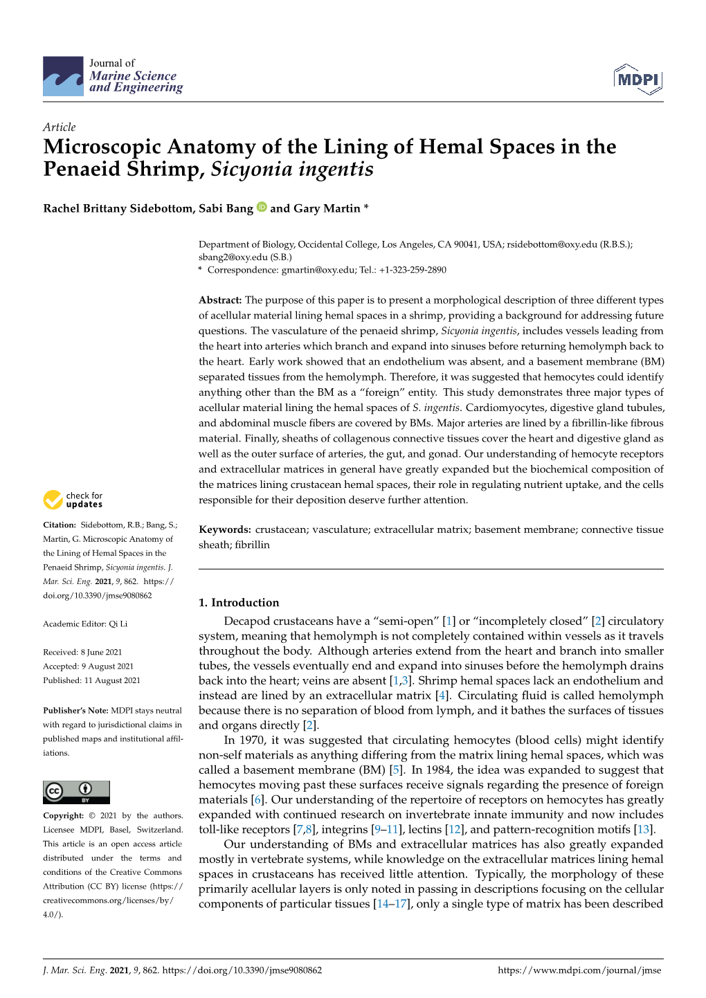 Microscopic Anatomy of the Lining of Hemal Spaces in the Penaeid Shrimp, Sicyonia Ingentis