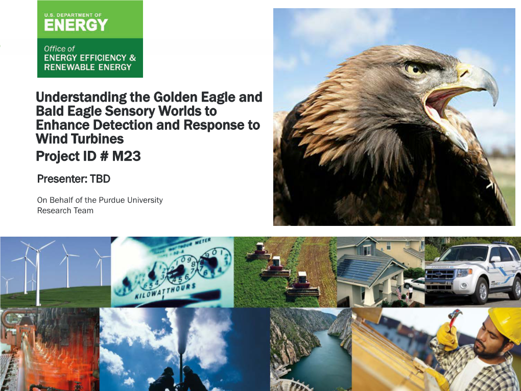 Understanding the Golden Eagle and Bald Eagle Sensory Worlds to Enhance Detection and Response to Wind Turbines Project ID # M23 Presenter: TBD