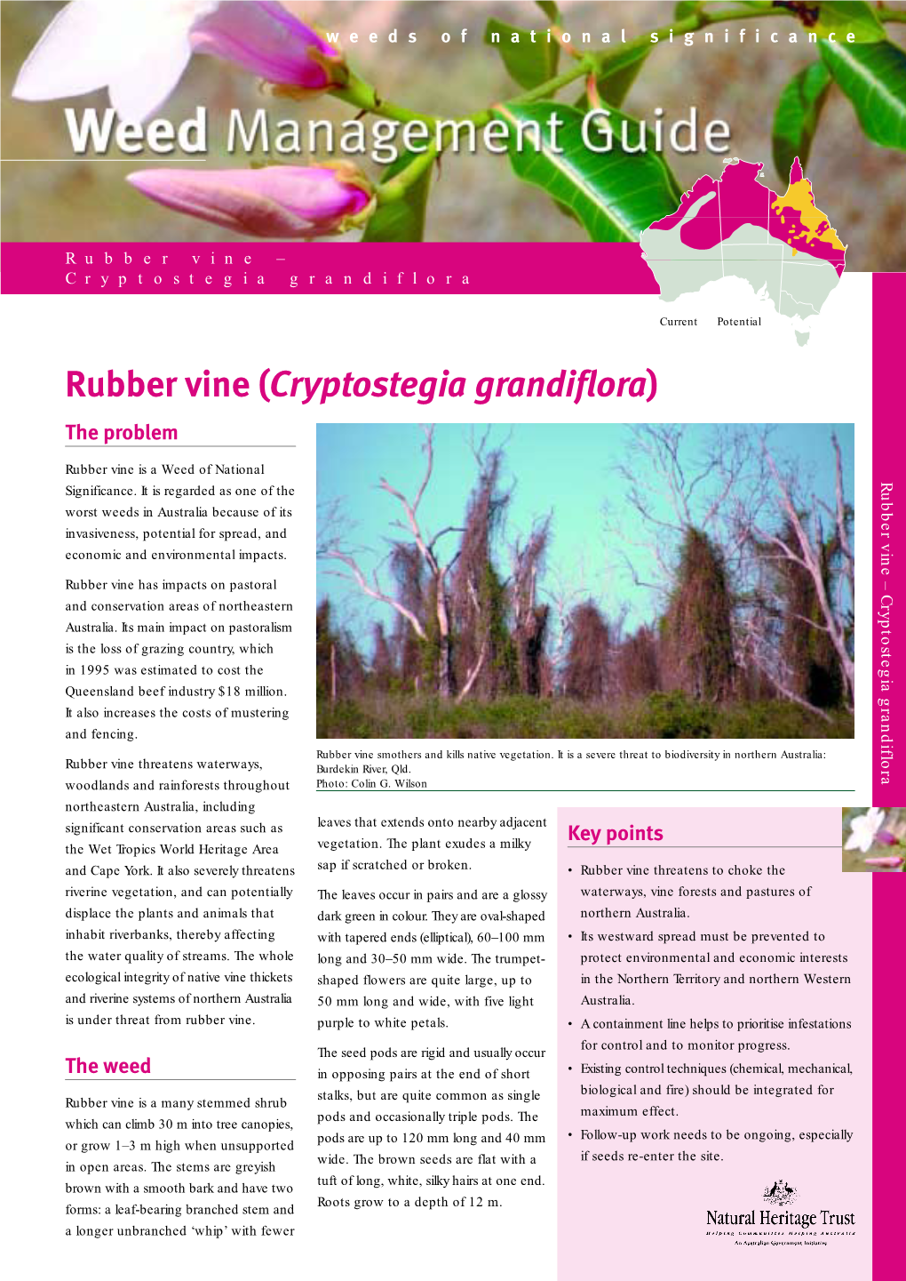 Rubber Vine (Cryptostegia Grandiflora) the Problem