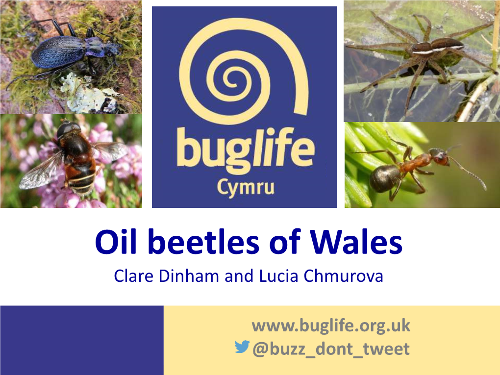 Oil Beetles of Wales Clare Dinham and Lucia Chmurova