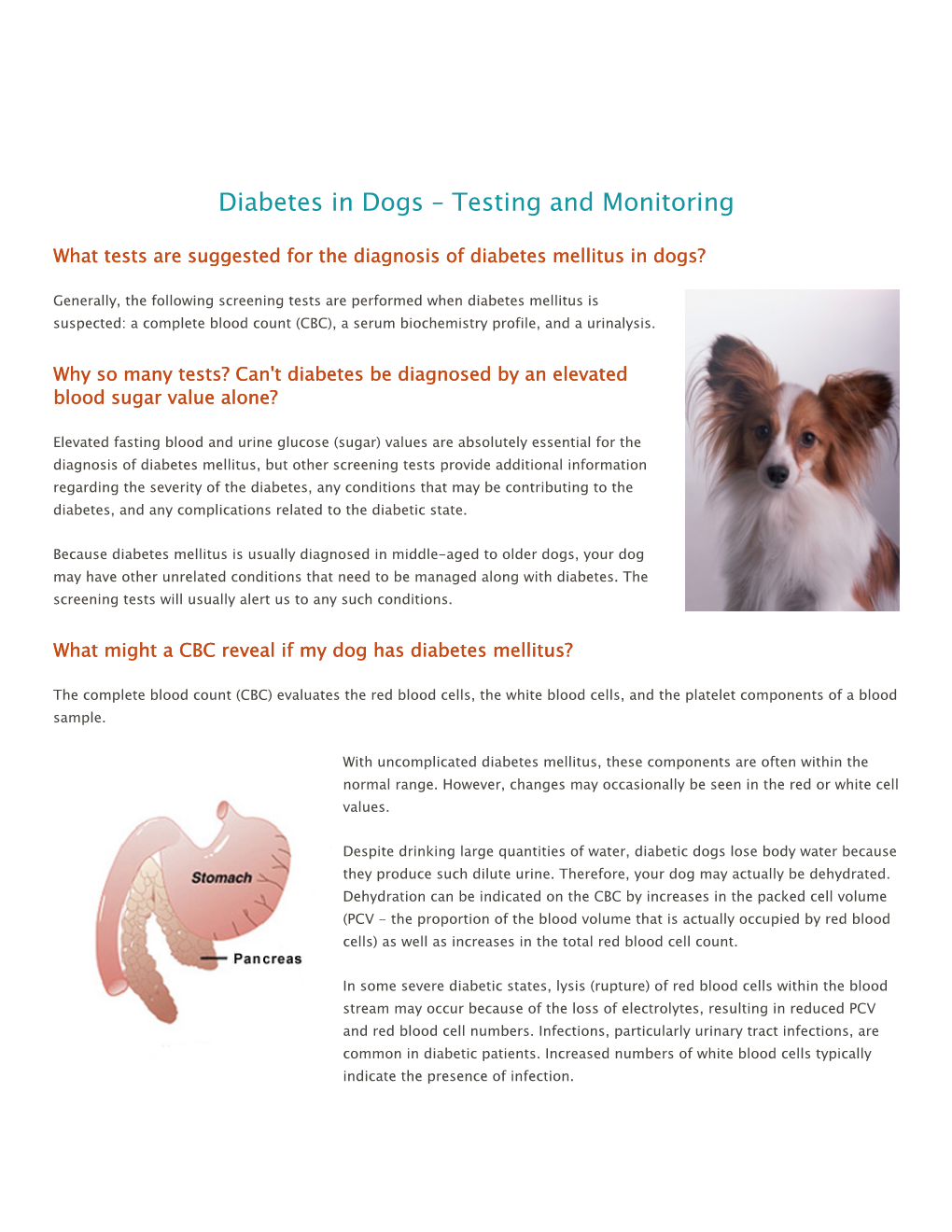 Diabetes in Dogs – Testing and Monitoring