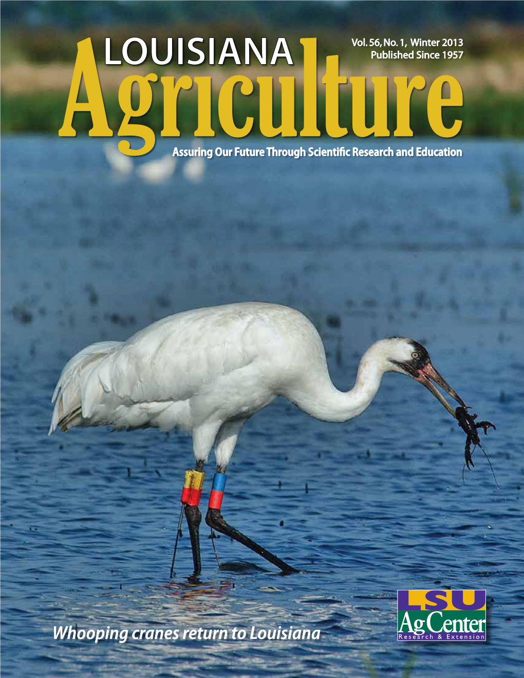 Whooping Cranes Return to Louisiana