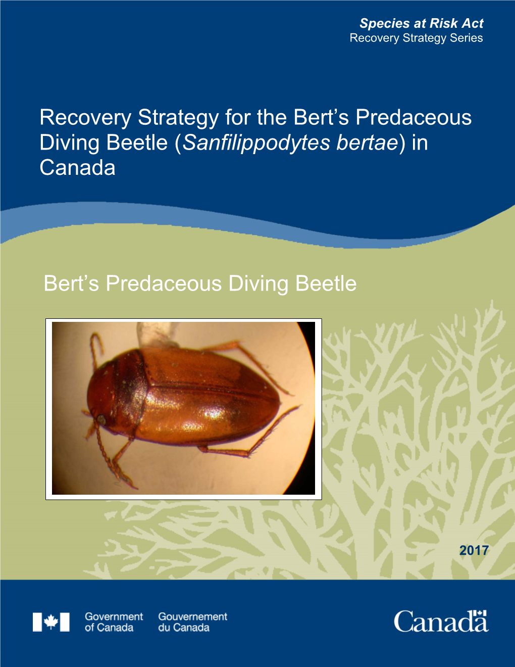 Bert's Predaceous Diving Beetle (Sanfilippodytes Bertae)