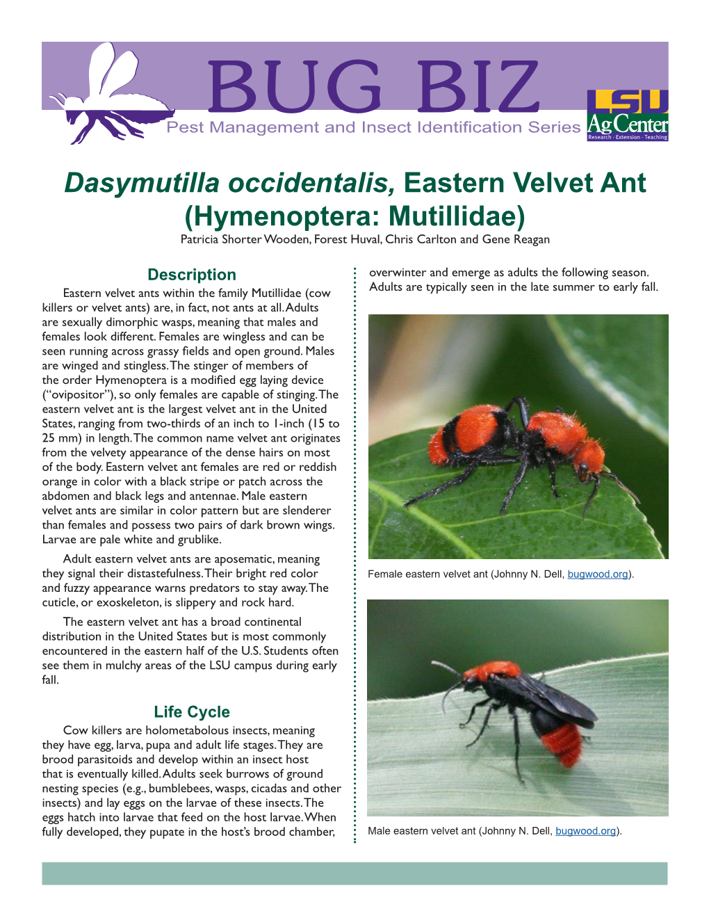 Dasymutilla Occidentalis, Eastern Velvet Ant (Hymenoptera: Mutillidae) Patricia Shorter Wooden, Forest Huval, Chris Carlton and Gene Reagan