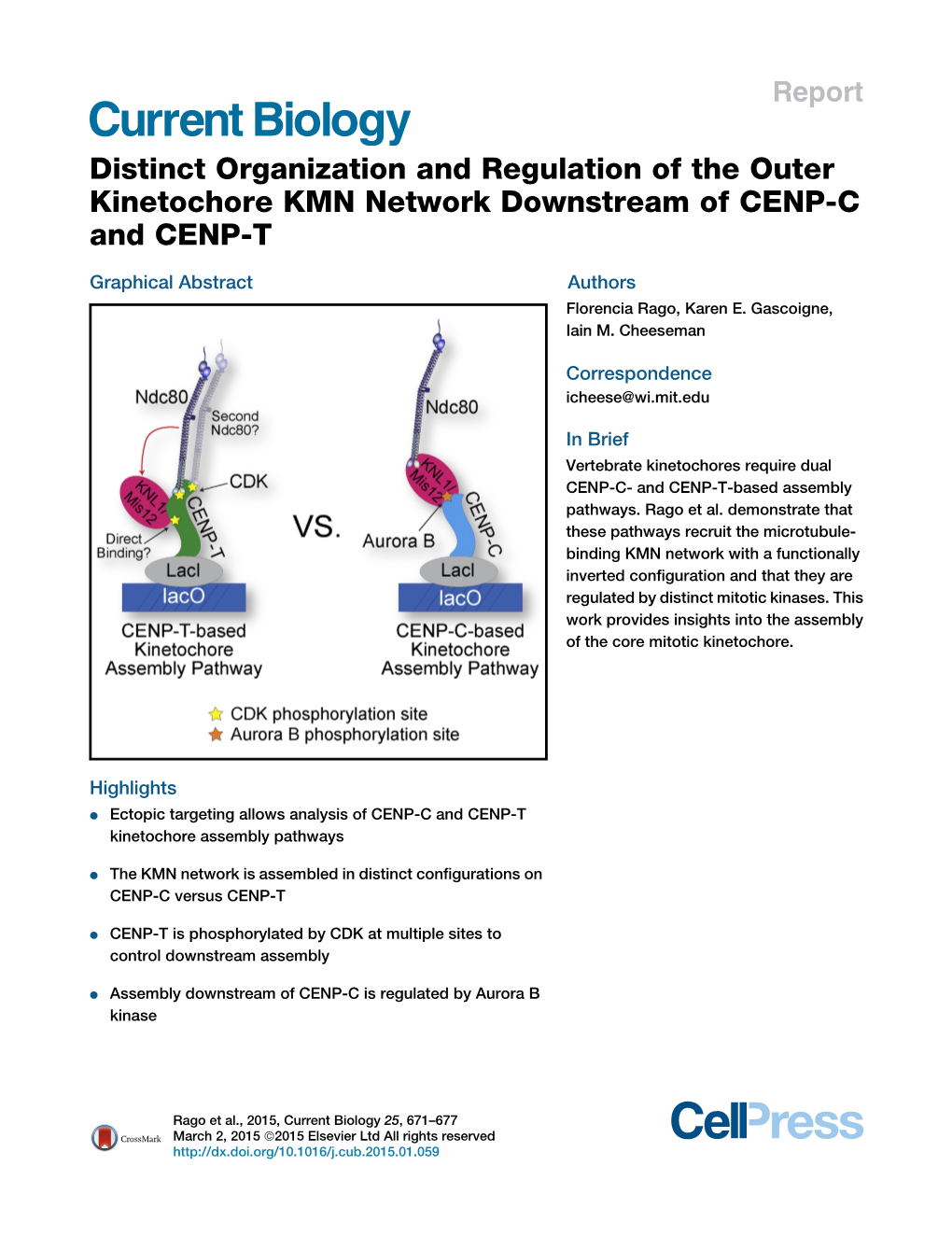 Distinct Organization and Regulation of the Outer Kinetochore KMN Network Downstream of CENP-C and CENP-T