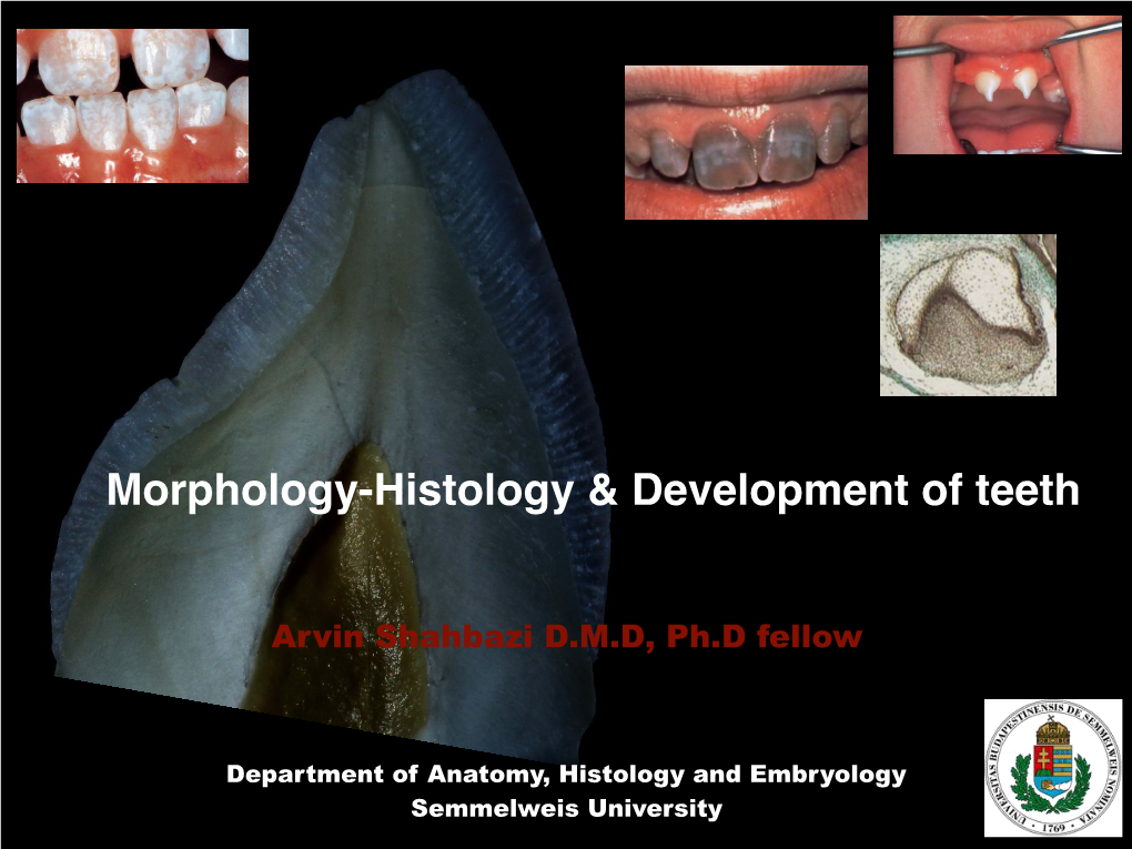 Tooth Morphology, Histology & Development