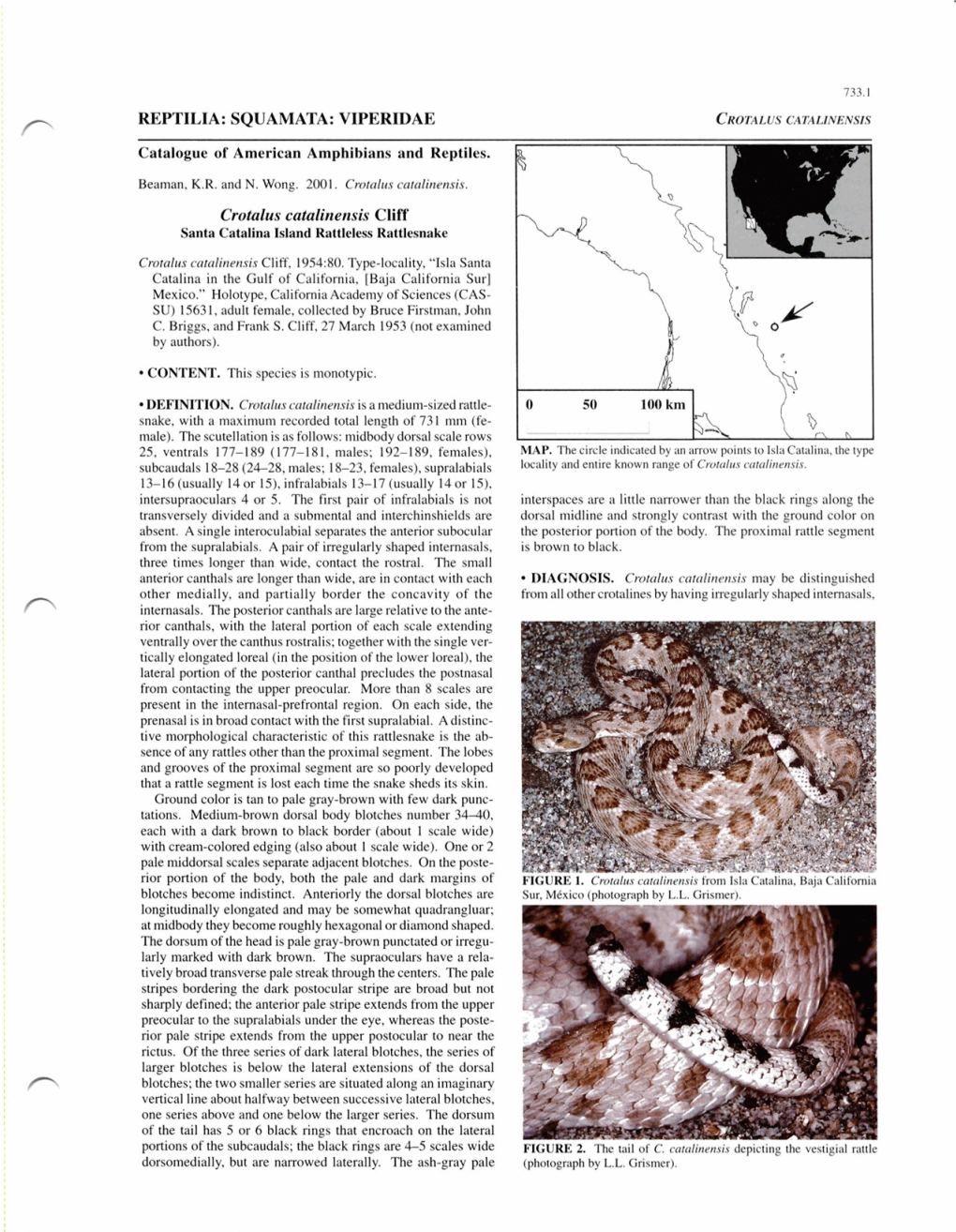 VIPERIDAE Crotalus Catalinensis Cliff