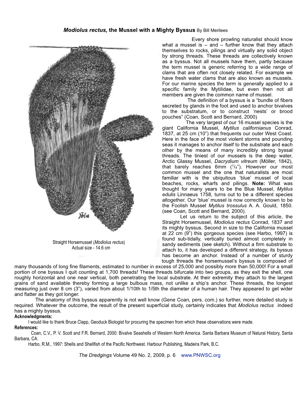 Modiolus Rectus, the Mussel with a Mighty Byssus (Pdf)