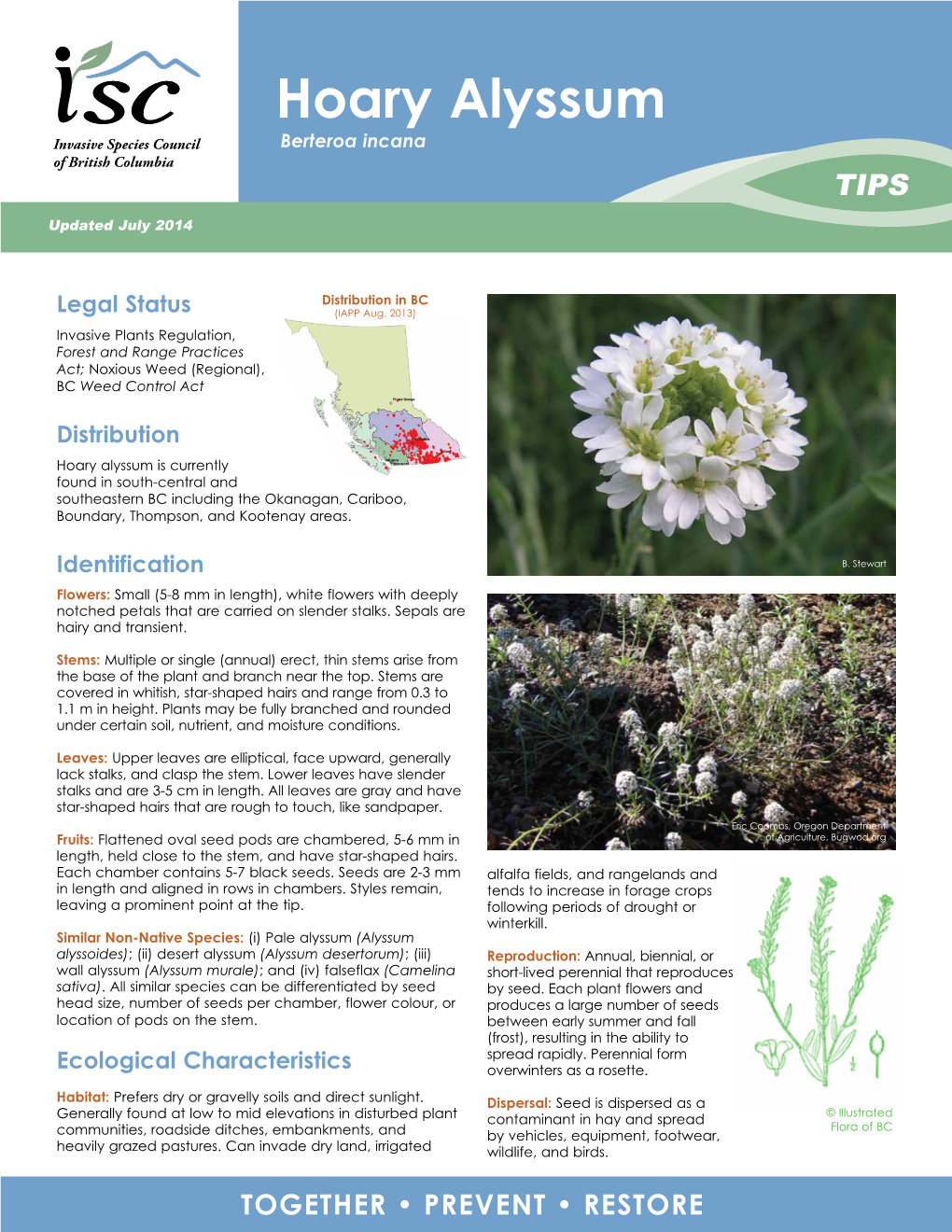 Hoary Alyssum Berteroa Incana TIPS