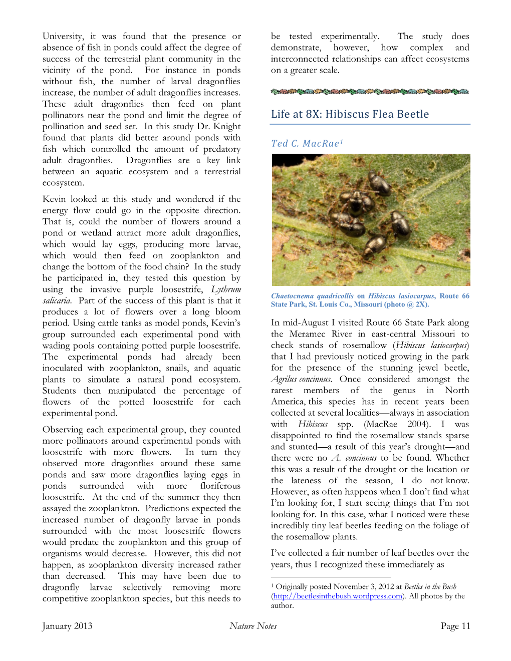 Hibiscus Flea Beetle Pollination and Seed Set