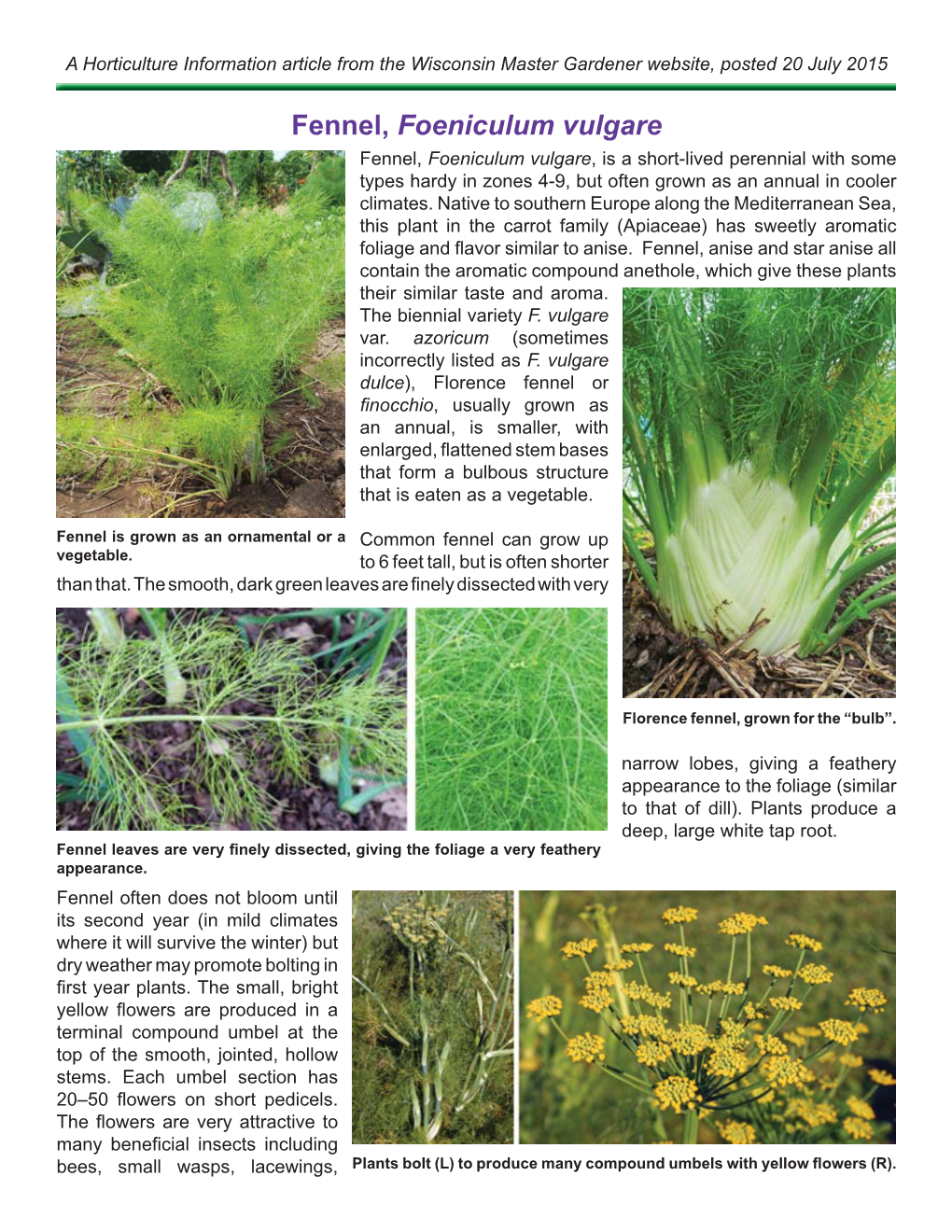 Fennel, Foeniculum Vulgare Fennel, Foeniculum Vulgare, Is a Short-Lived Perennial with Some Types Hardy in Zones 4-9, but Often Grown As an Annual in Cooler Climates