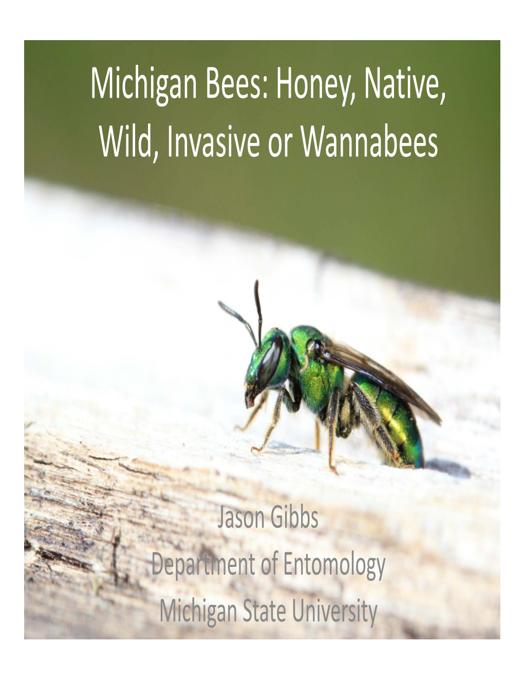 Michigan Bees: Honey, Native, Wild, Invasive Or Wannabees