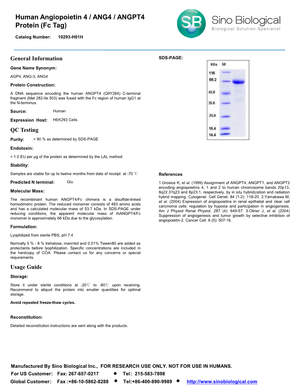 Human Angiopoietin 4 / ANG4 / ANGPT4 Protein (Fc Tag)