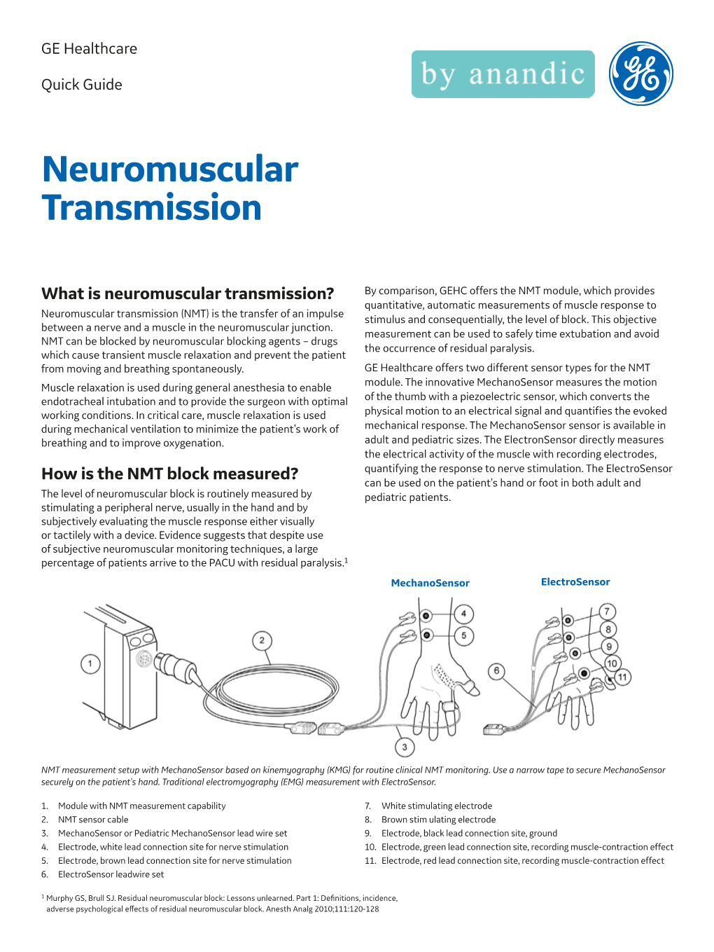 Neuromuscular Transmission