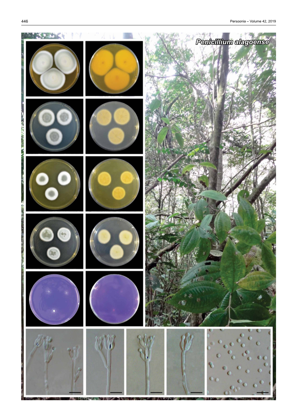 Penicillium Alagoense Fungal Planet Description Sheets 447